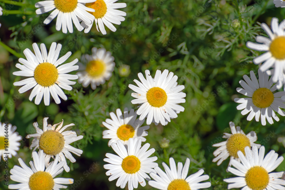 Wild magerites on a sunny summer's day. Wild magerites on a sunny summer's day.