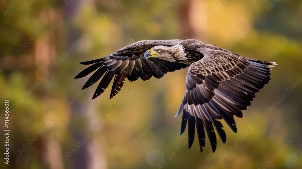 A bird in flight with sprawled wings A bird in flight with sprawled wings