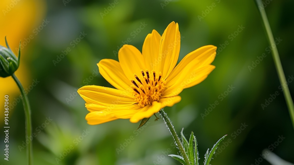 A tight shot of a sunlit yellow flower against a hazy backdrop of green grass and similarly colored blooms A tight shot of a sunlit yellow flower against a hazy backdrop of green grass and similarly colored blooms