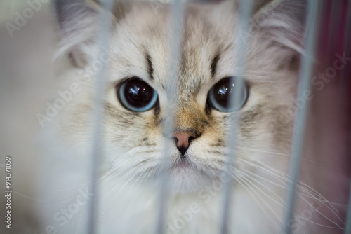 Close-up of a beautiful white cat with blue eyes peering through the bars of a cage