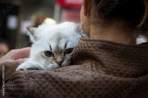 Close-up of a person holding a beautiful white cat with blue eyes. The cat looks slightly upset as the person gently pets it on the shoulder and nape