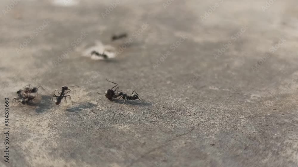 black ants walking in the garden black ants walking in the garden
