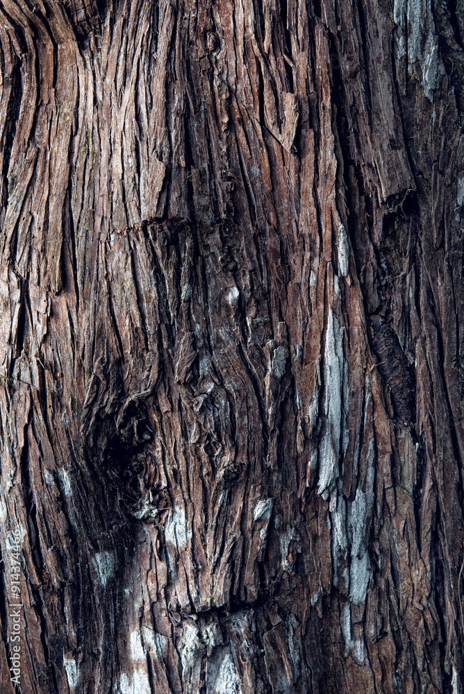 Obraz premium bark of a tree