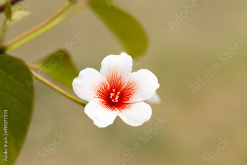 Close-up white Tung tree flower blooms. Aleurites Fordii Airy Shaw or Vernicia fordii, usually known as the tung or tung oil tree in spring. Delightful white-orange inflorescences on a blurred photo