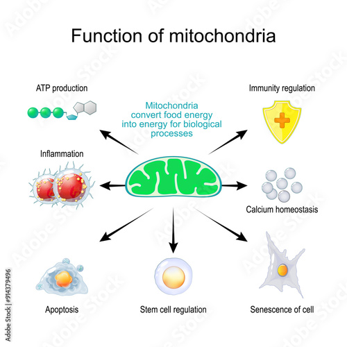 Function of mitochondria