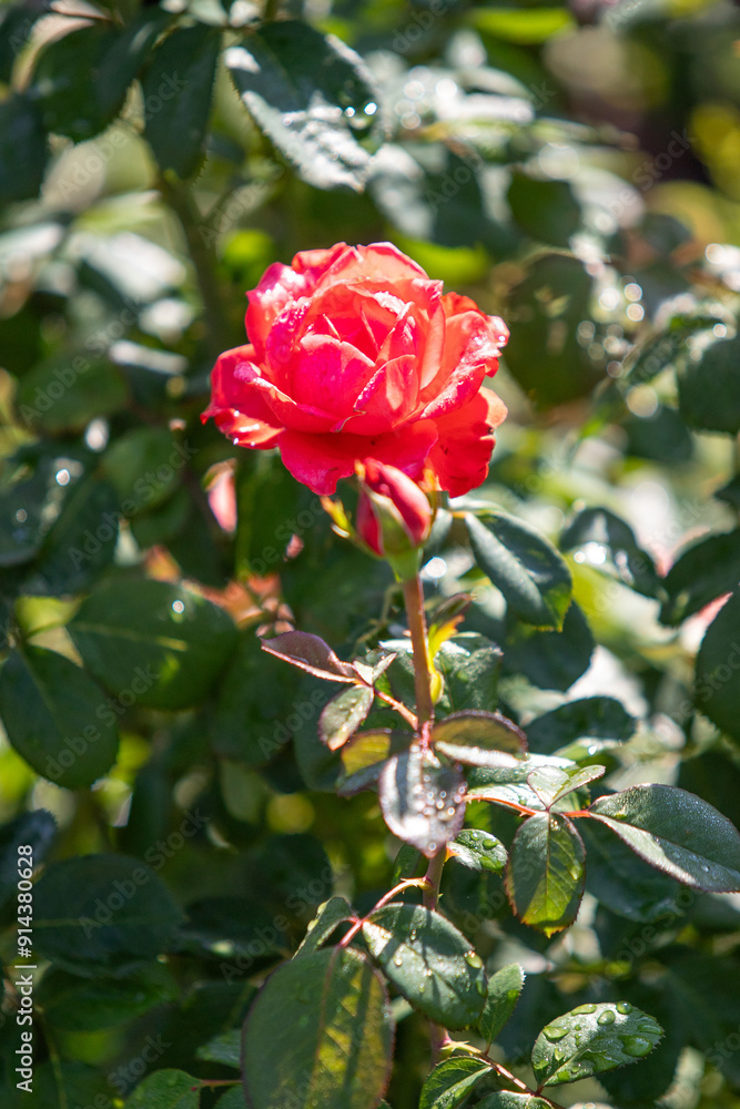 Rose flowers growing in nature close-up. Rose flowers growing in nature close-up.