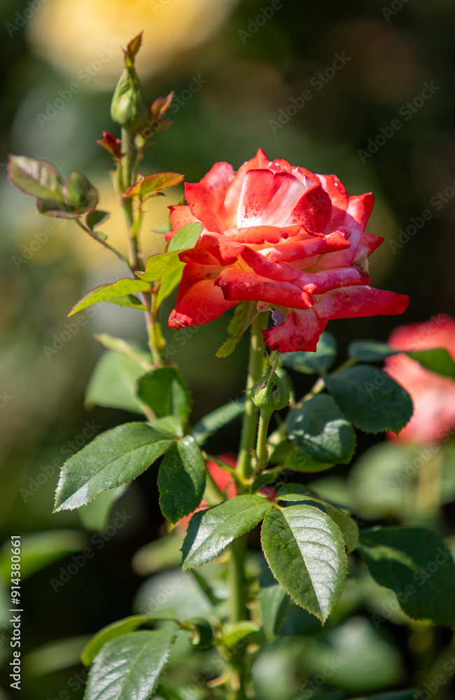 Rose flowers growing in nature close-up. Rose flowers growing in nature close-up.