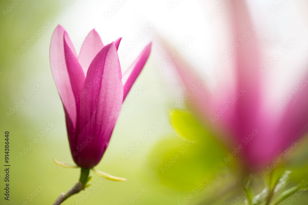 Vibrant, delicate magnolia with a soft focus magnolia in the background
Vibrant, delicate magnolia with a soft focus magnolia in the background