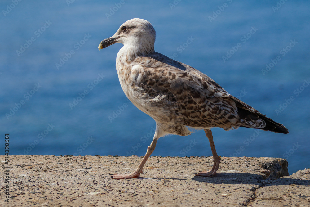 A lonely seagull walks on a concrete block. A seagull walks near the sea. Close-up photo. Detailed photo. High-quality photo. Bosphorus, Turkey, Istanbul. A lonely seagull walks on a concrete block. A seagull walks near the sea. Close-up photo. Detailed photo. High-quality photo. Bosphorus, Turkey, Istanbul.