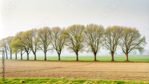 Fototapeta Naklejka Na Ścianę i Meble -  A Line of Trees in a Foggy Field, Wide Shot, Trees, Fog, Countryside, Field