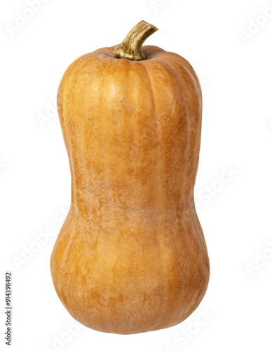 Butternut squash (Cucurbita...