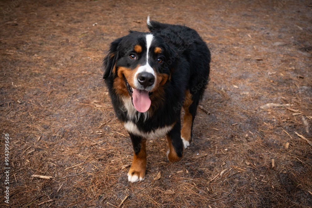 Happy Bernese Mountain Dog walking on a forest floor with a joyful expression. Happy Bernese Mountain Dog walking on a forest floor with a joyful expression.