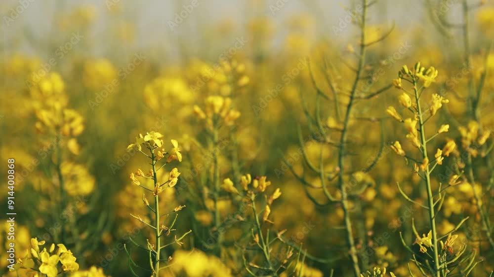 Oilseed rape crops in bloom swaying in warm spring wind Oilseed rape crops in bloom swaying in warm spring wind