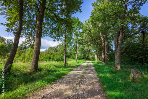 A tranquil gravel path winds through tall trees and vibrant greenery, inviting exploration on a sunny day in nature's embrace.