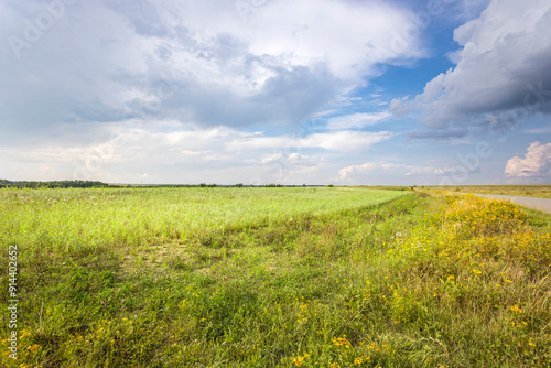 A field of grass with a few yellow flowers in the foreground