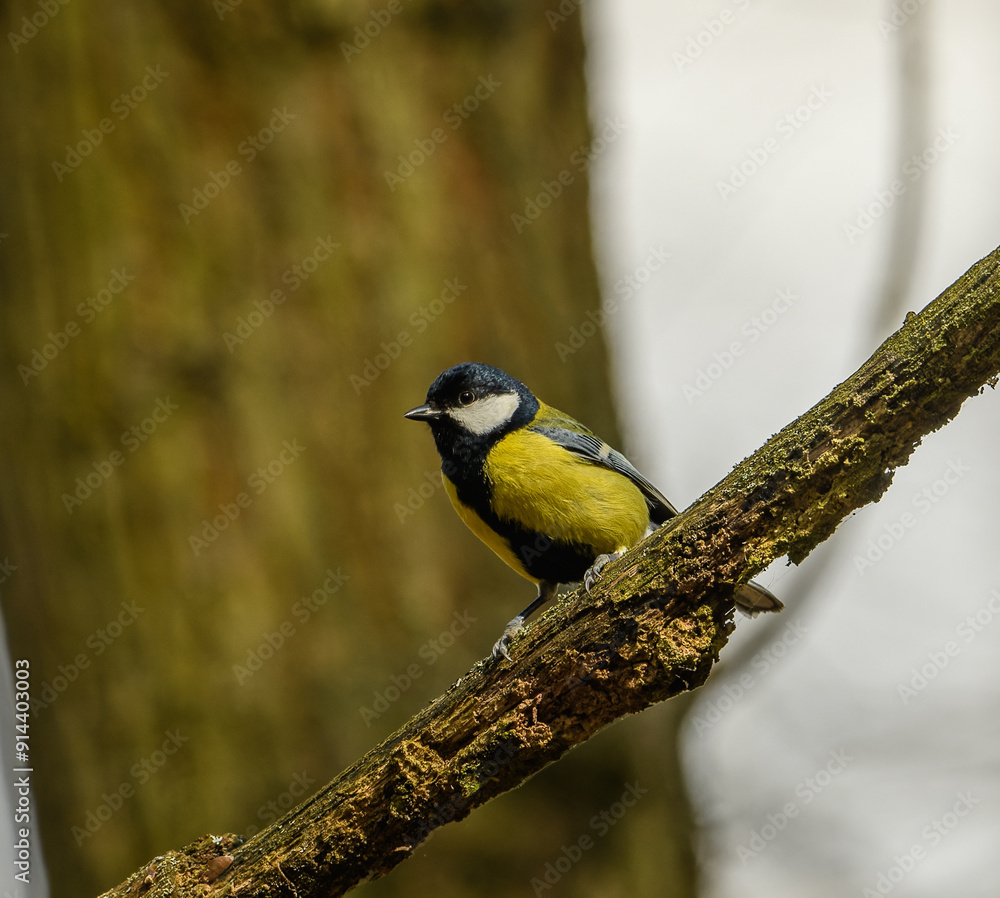 Obraz premium great tit (Parus major) on a branch