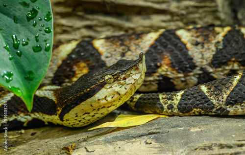 sharp-nosed viper (Deinagkistrodon acutus) portrait photo