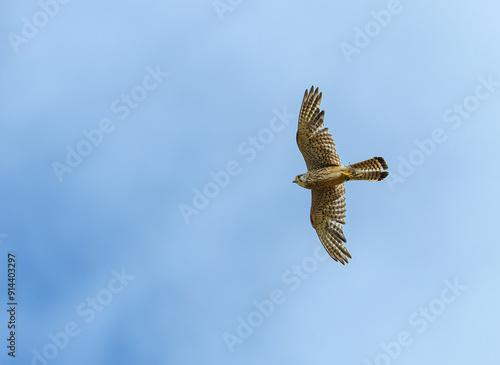 Foto common kestrel (Falco tinnunculus) in flight