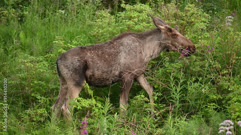 Female moose eating in the early morning in Northern Norway Female moose eating in the early morning in Northern Norway