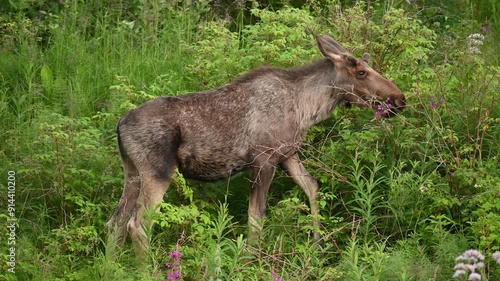 Female moose eating in the early morning in Northern Norway