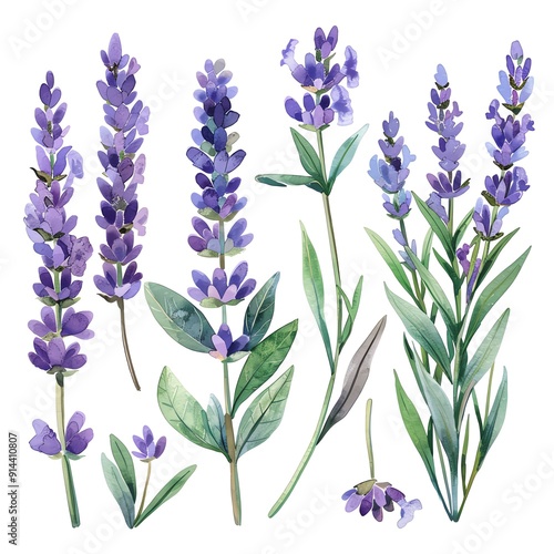 Watercolor illustration of lavender flowers and stems.