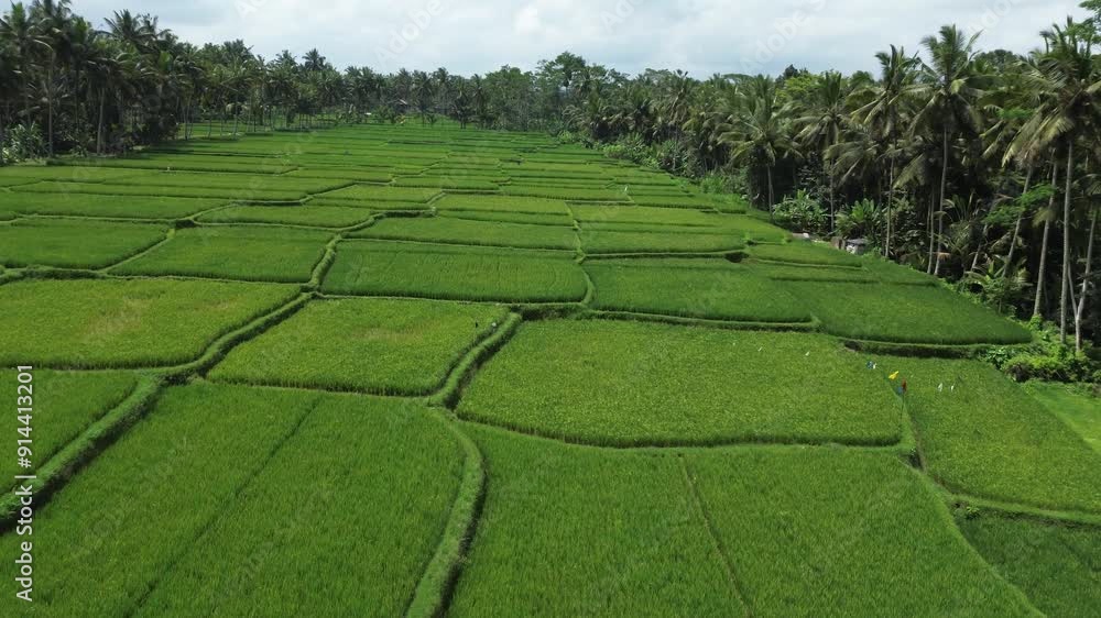 Rice fields in Bali, flying over rice fields in Indonesia, agriculture in Indonesia Rice fields in Bali, flying over rice fields in Indonesia, agriculture in Indonesia