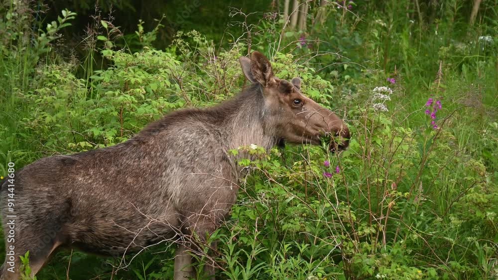 Female moose eating in the early morning in Northern Norway Female moose eating in the early morning in Northern Norway