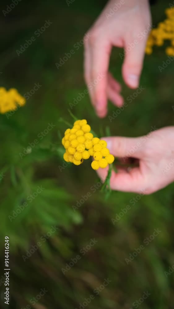 Yellow tansy flowers close-up. Tansy is a perennial herbaceous flowering plant used in folk medicine. Tanacetum vulgare. A man picks tansy. Harvesting medicinal herbs. Vertical video of Blue tansy. Yellow tansy flowers close-up. Tansy is a perennial herbaceous flowering plant used in folk medicine. Tanacetum vulgare. A man picks tansy. Harvesting medicinal herbs. Vertical video of Blue tansy.