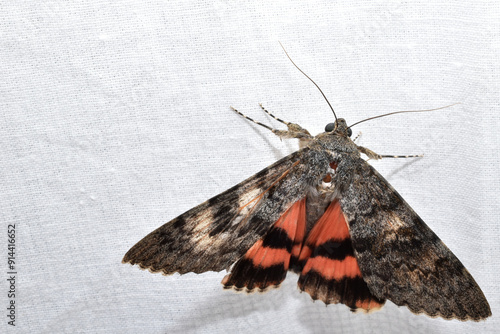 Catocala butterfly sitting on white. Close-up. photo