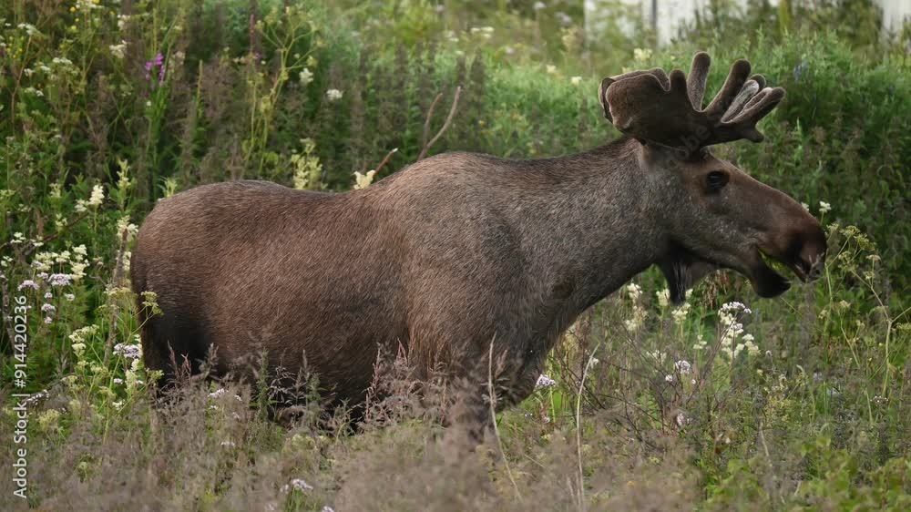 Big adult moose in the early morning in Northern Norway looking at the camera Big adult moose in the early morning in Northern Norway looking at the camera