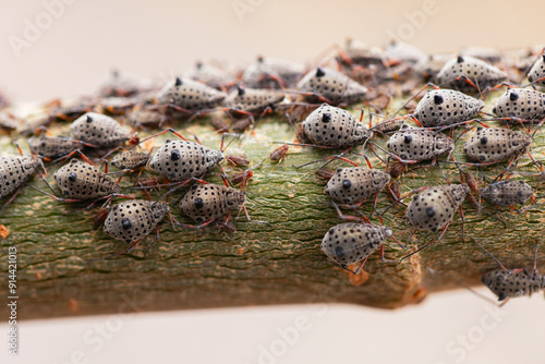 Close-up of spotted lanternflies on tree bark.
