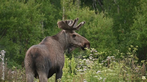 Big adult moose in the early morning in Northern Norway looking at the camera