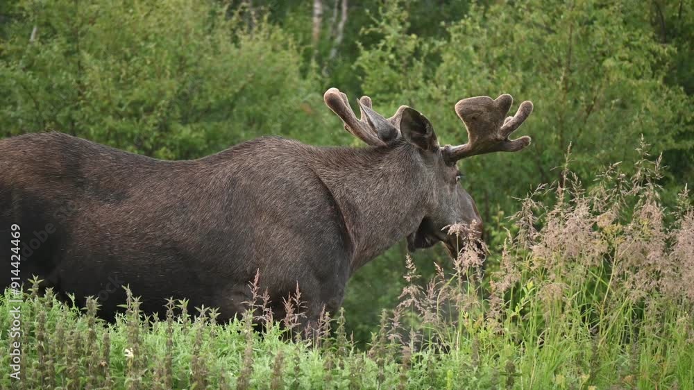 Group of wild male moose eating on an early summer morning in Northern Norway Group of wild male moose eating on an early summer morning in Northern Norway