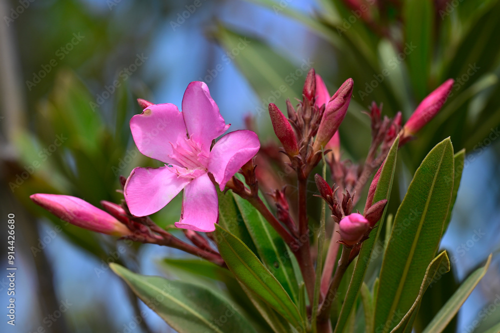 Oleander (Nerium oleander) - Milos (island), Greece Oleander (Nerium oleander) - Milos (island), Greece