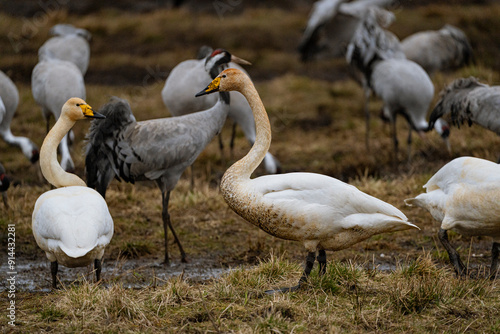 Swan, swans (Cygnus) flapping its wings, cranes (Grus grus) in the background