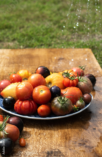 Obraz na płótnie Fresh colorful heirloom tomatoes on a plate washed with cold water outside on wooden rustic table. w salonie