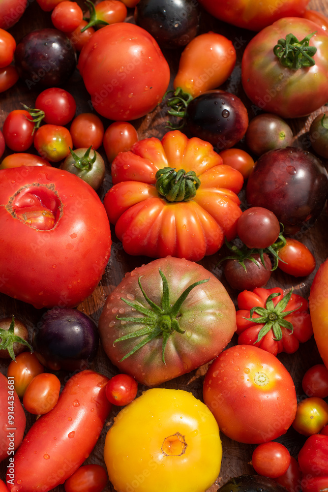 top view tomatoes in many shapes, sizes and colors on wooden background. Home greenhouse grown vegetables full of different flavours.