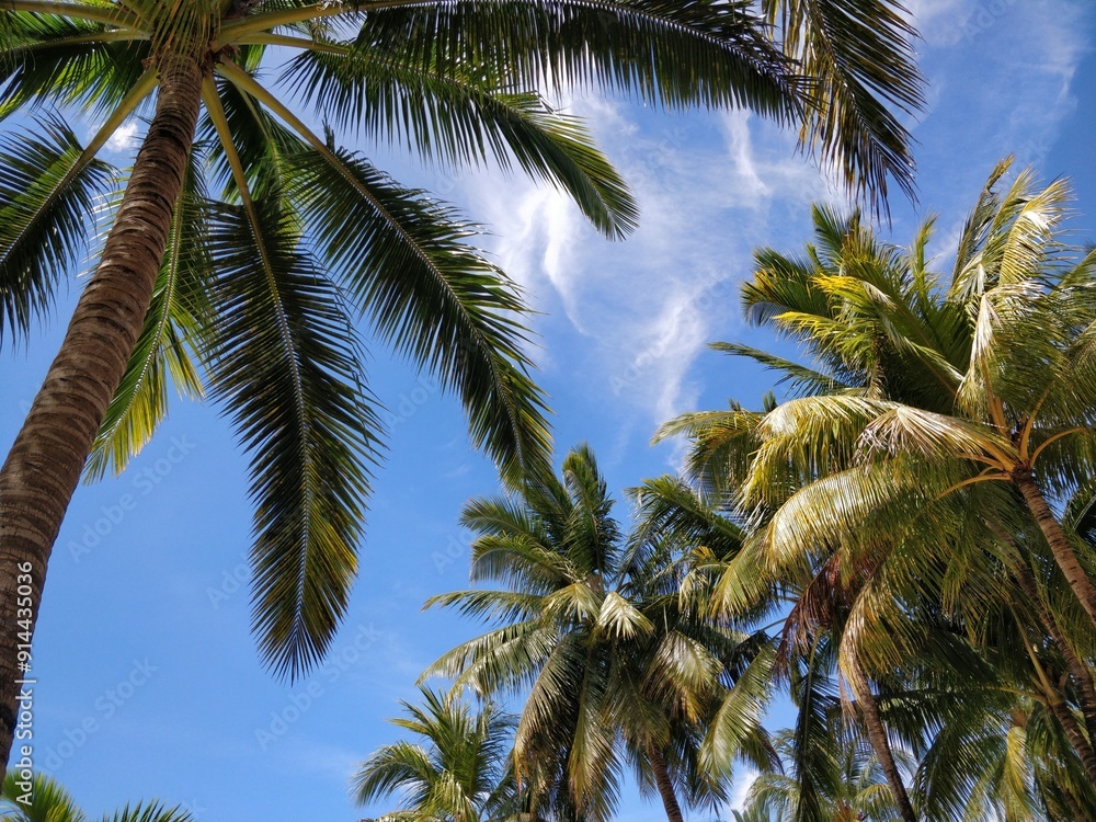 Fluffy green coconut trees against the blue sky. The rays of the bright sunshine through the leaves. Travel and tourism, rest and relaxation concept. Fluffy green coconut trees against the blue sky. The rays of the bright sunshine through the leaves. Travel and tourism, rest and relaxation concept.