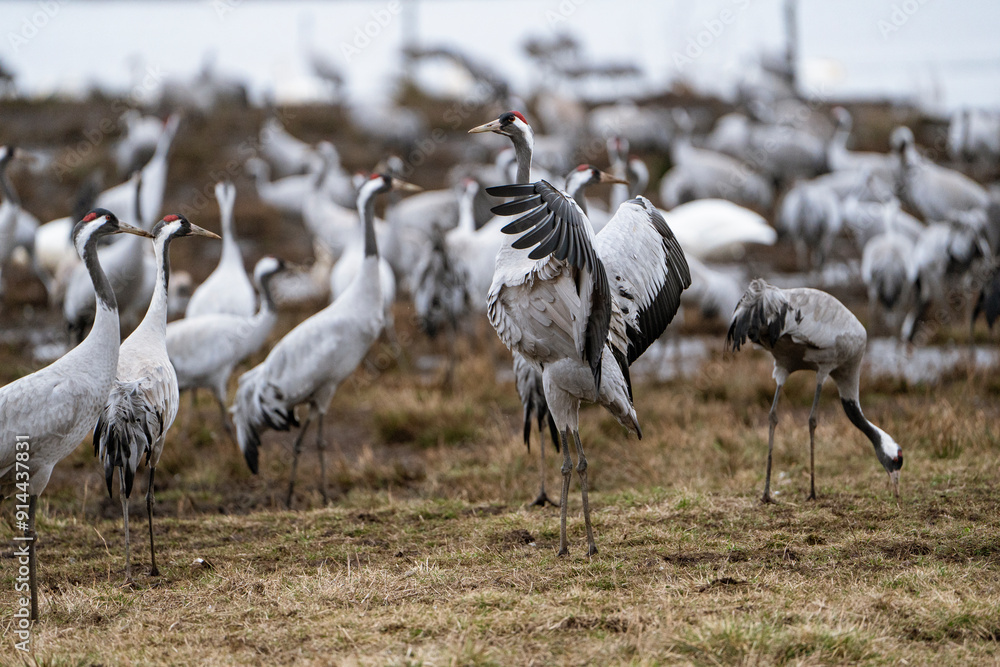 Obraz premium Group of cranes eating and fighting and standing around the lake