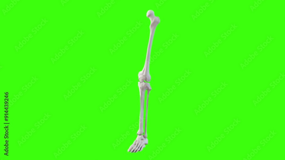Human Leg Skeleton Model on Green Background Human Leg Skeleton Model on Green Background
