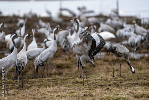 Group of cranes eating and fighting and standing around the lake