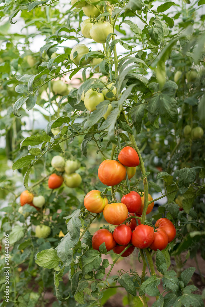 Part of a small home greenhouse with tomatoes - a tomato plant with ripe fruits. Part of a small home greenhouse with tomatoes - a tomato plant with ripe fruits.