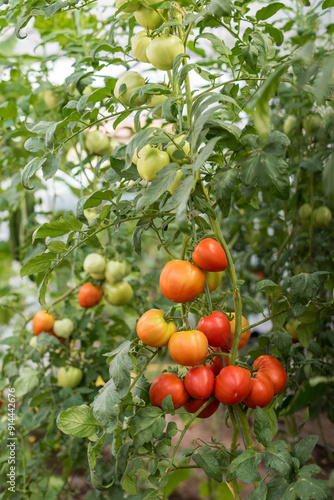 Part of a small home greenhouse with tomatoes - a tomato plant with ripe fruits.