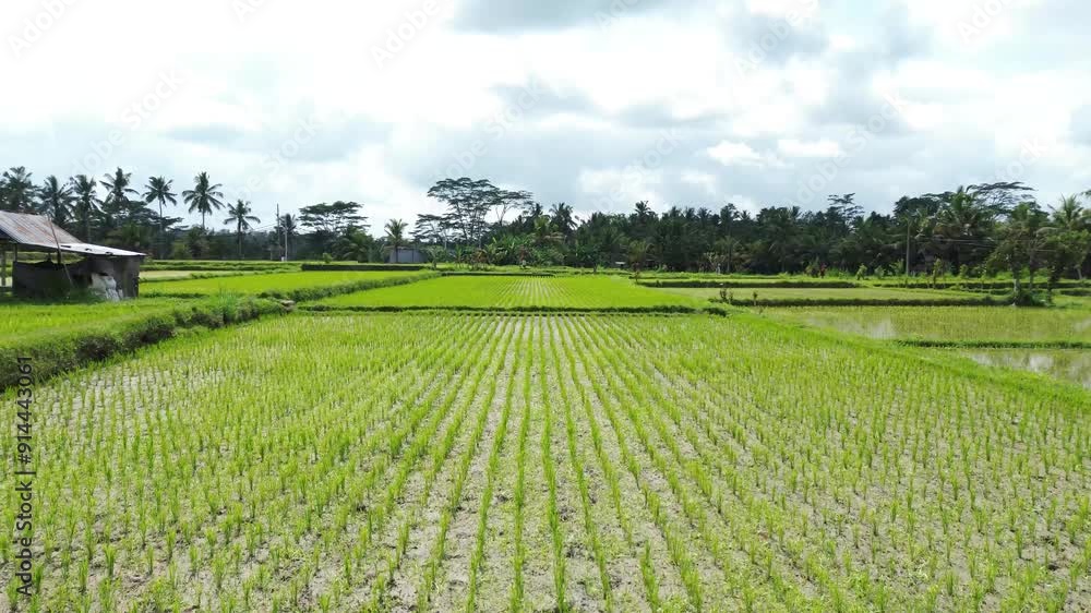Rice fields in Indonesia, flying at low altitude over an agricultural field, growing rice in Bali Rice fields in Indonesia, flying at low altitude over an agricultural field, growing rice in Bali