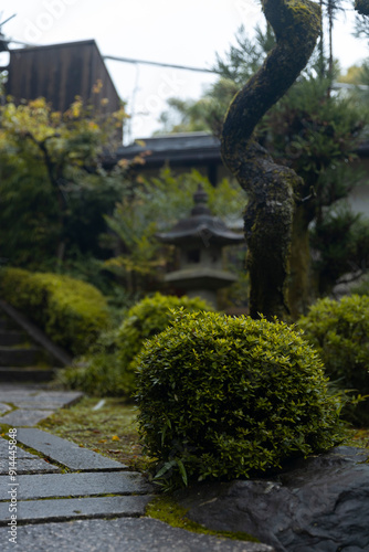 tree in a japanese forest