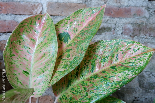 Red patterned green aglaonema. Red yellow leaf of Aglaonema bigroy. perfect aglonema bigroy motasion red is a beautiful ornamental plant with a variety of patterns. photo