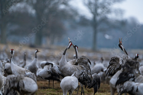 Group of cranes eating and fighting and standing around the lake photo