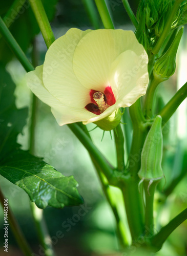 Okra blooms and fruit pods 