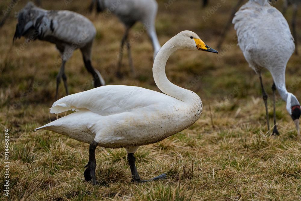 Obraz premium Swan, swans (Cygnus) flapping its wings, cranes (Grus grus) in the background