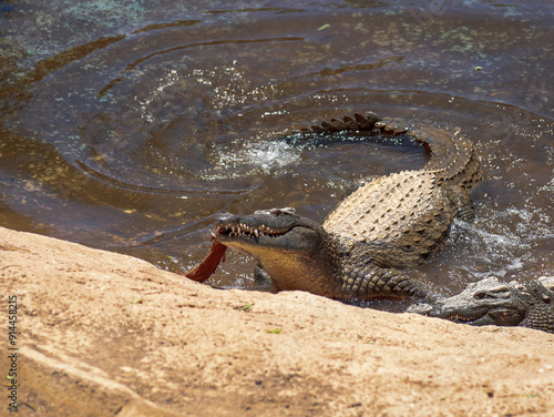 krokodyl kajman aligator gad dzika natura photo